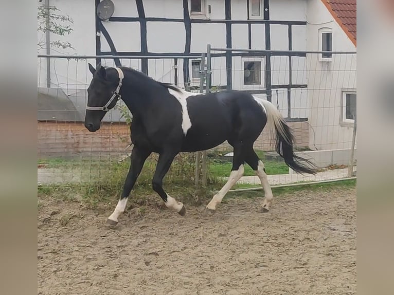 Sonstige Rassen Mix Wallach 9 Jahre 157 cm Schecke in Lage