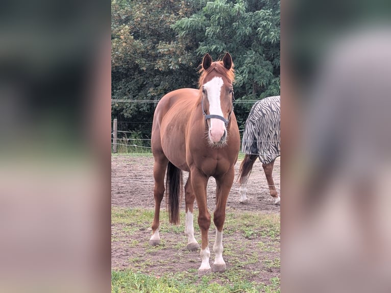Sonstige Rassen Mix Wallach 9 Jahre 162 cm  in Spremberg