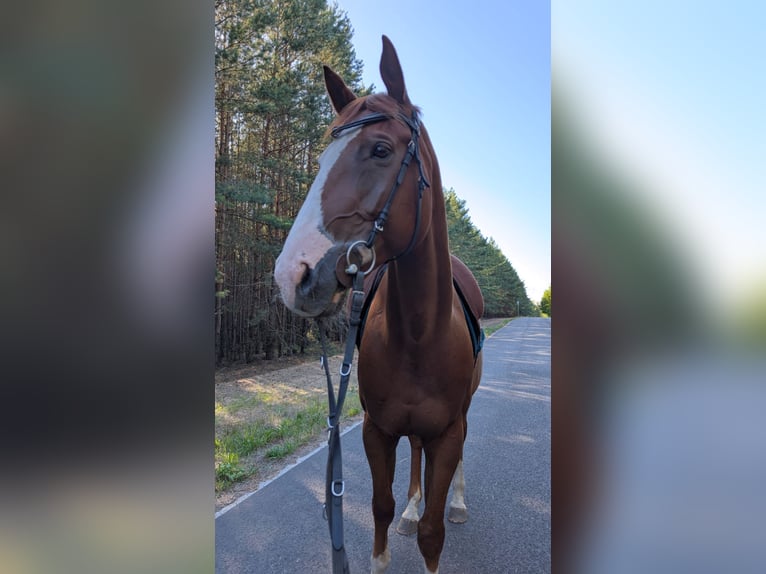Sonstige Rassen Mix Wallach 9 Jahre 162 cm  in Spremberg