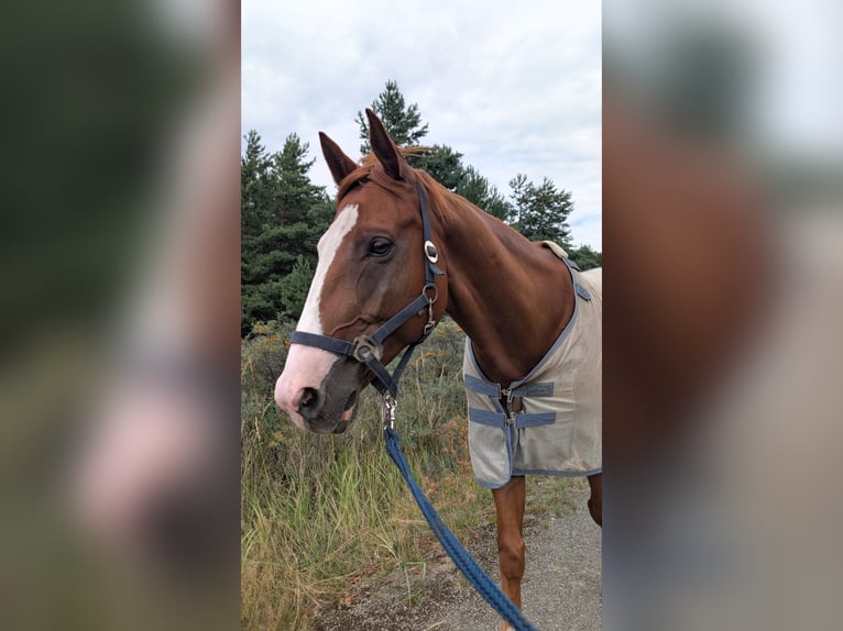Sonstige Rassen Mix Wallach 9 Jahre 162 cm  in Spremberg