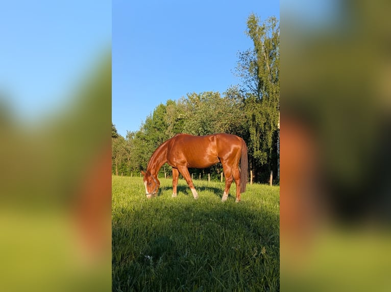 Sonstige Rassen Mix Wallach 9 Jahre 162 cm  in Spremberg