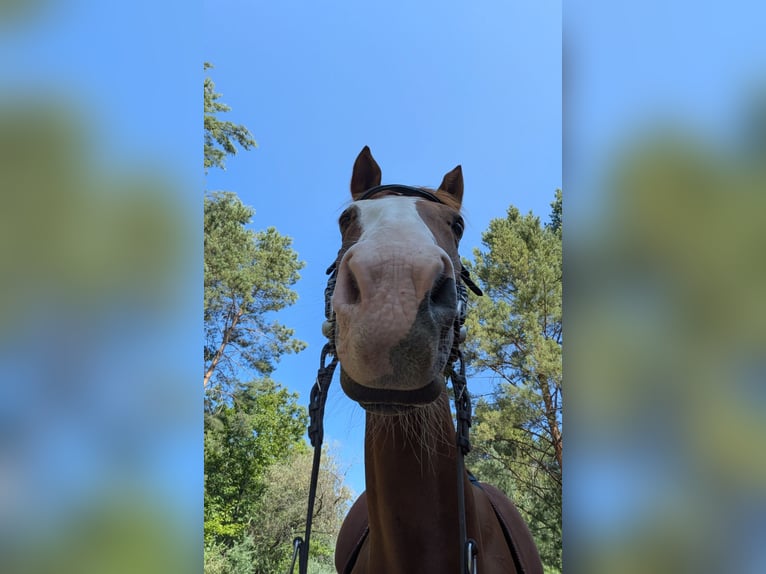 Sonstige Rassen Mix Wallach 9 Jahre 162 cm  in Spremberg
