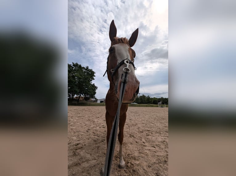 Sonstige Rassen Mix Wallach 9 Jahre 162 cm  in Spremberg