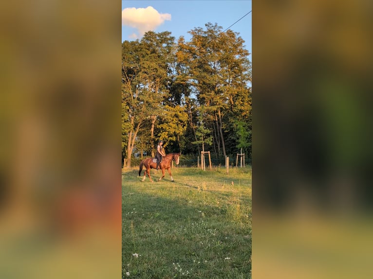 Sonstige Rassen Mix Wallach 9 Jahre 162 cm  in Spremberg