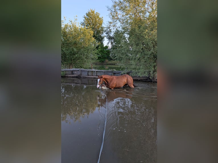 Sonstige Rassen Mix Wallach 9 Jahre 162 cm  in Spremberg
