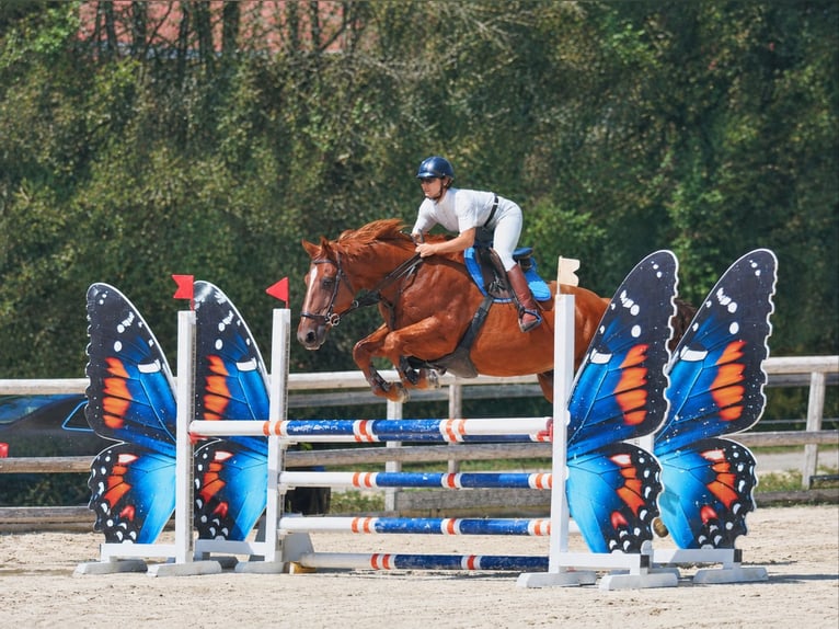 Sonstige Rassen Mix Wallach 9 Jahre 165 cm Fuchs in Valence