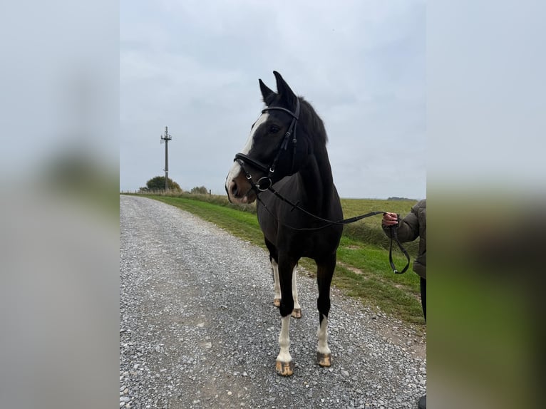 Sonstige Rassen Wallach 9 Jahre 165 cm Rappe in Mettmann Sonstige Rassen Wallach 9 Jahre 165 cm Rappe in Mettmann