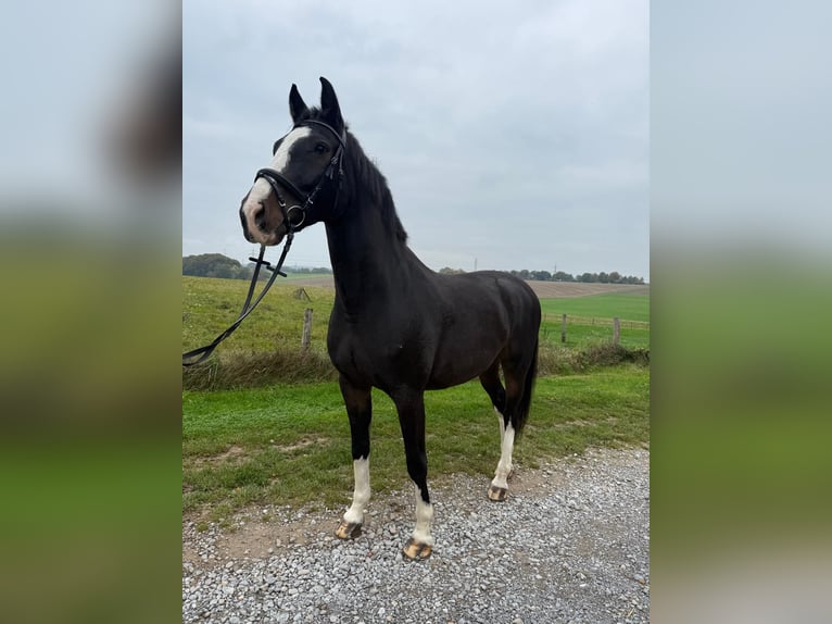 Sonstige Rassen Wallach 9 Jahre 165 cm Rappe in Mettmann Sonstige Rassen Wallach 9 Jahre 165 cm Rappe in Mettmann