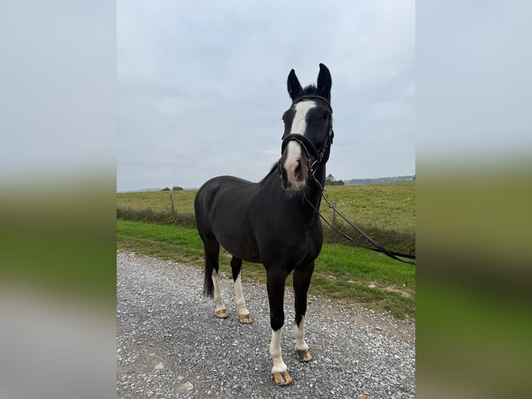 Sonstige Rassen Wallach 9 Jahre 165 cm Rappe in Mettmann Sonstige Rassen Wallach 9 Jahre 165 cm Rappe in Mettmann