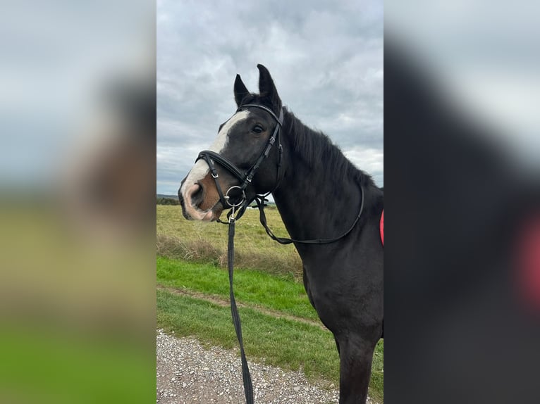 Sonstige Rassen Wallach 9 Jahre 165 cm Rappe in Mettmann Sonstige Rassen Wallach 9 Jahre 165 cm Rappe in Mettmann