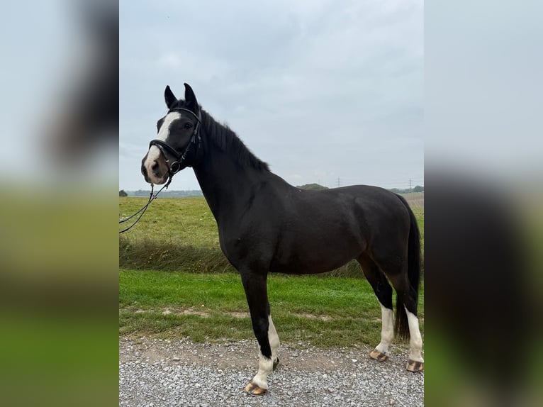 Sonstige Rassen Wallach 9 Jahre 165 cm Rappe in Mettmann Sonstige Rassen Wallach 9 Jahre 165 cm Rappe in Mettmann