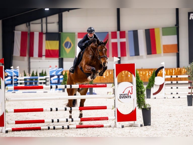 Sonstige Rassen Wallach 9 Jahre 172 cm Brauner in Raduszyn