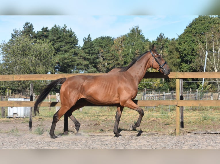 Sonstige Rassen Wallach 9 Jahre 173 cm Brauner in Achtmaal