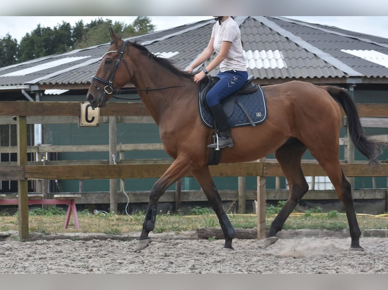Sonstige Rassen Wallach 9 Jahre 173 cm Brauner in Achtmaal