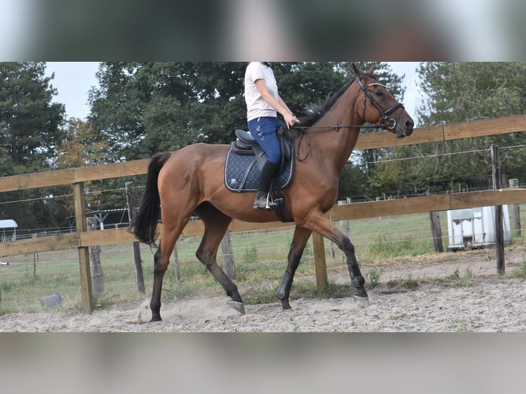 Sonstige Rassen Wallach 9 Jahre 173 cm Brauner in Achtmaal