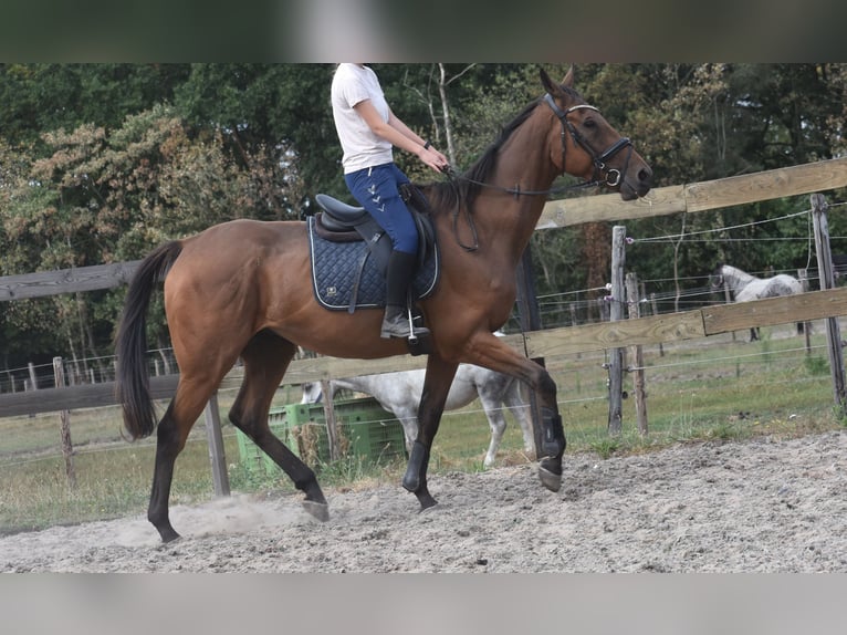 Sonstige Rassen Wallach 9 Jahre 173 cm Brauner in Achtmaal