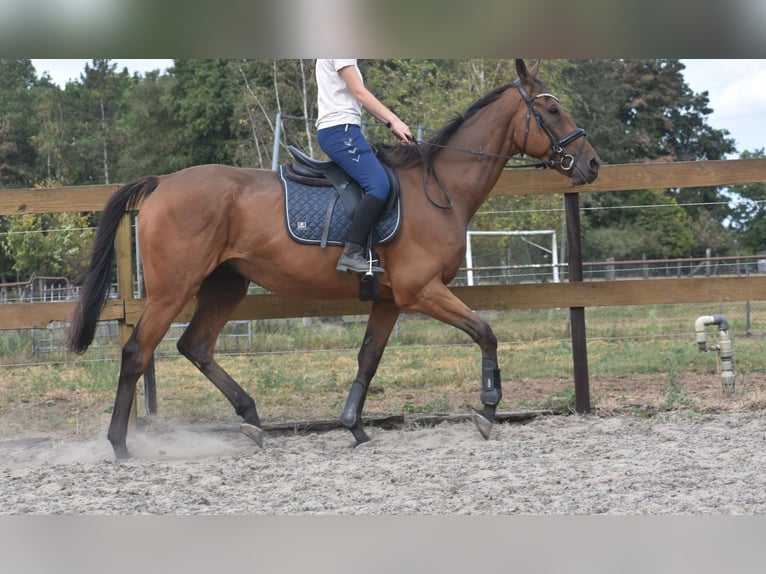 Sonstige Rassen Wallach 9 Jahre 173 cm Brauner in Achtmaal