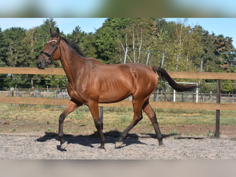 Sonstige Rassen Wallach 9 Jahre 173 cm Brauner in Achtmaal