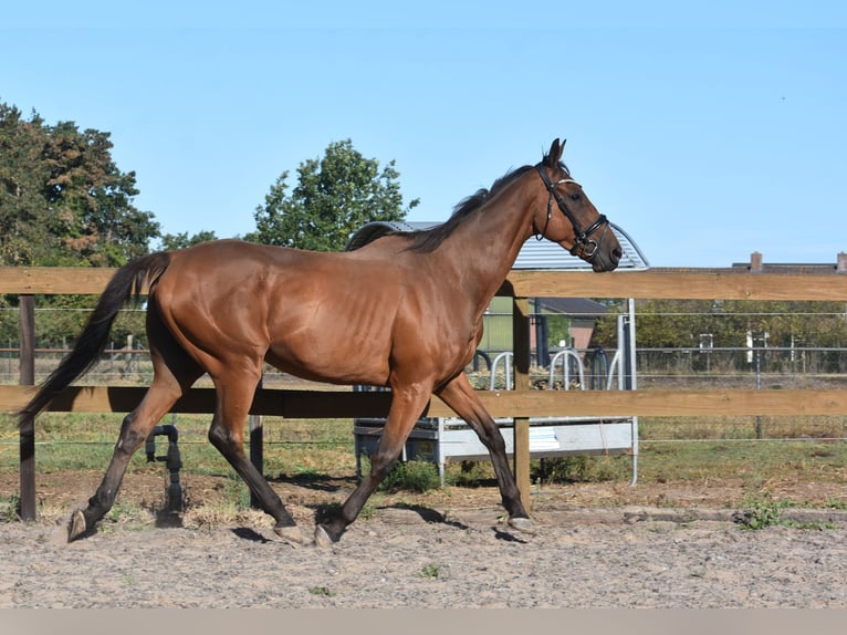 Sonstige Rassen Wallach 9 Jahre 173 cm Brauner in Achtmaal