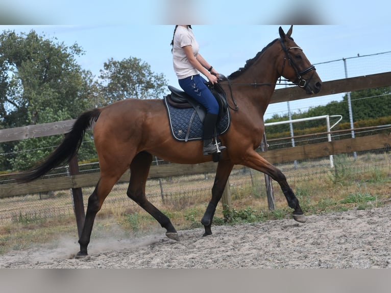 Sonstige Rassen Wallach 9 Jahre 173 cm Brauner in Achtmaal