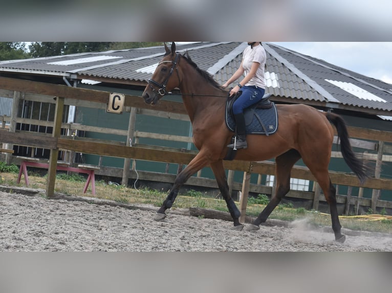Sonstige Rassen Wallach 9 Jahre 173 cm Brauner in Achtmaal