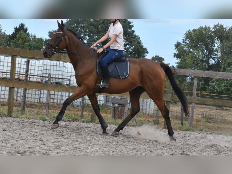 Sonstige Rassen Wallach 9 Jahre 173 cm Brauner in Achtmaal