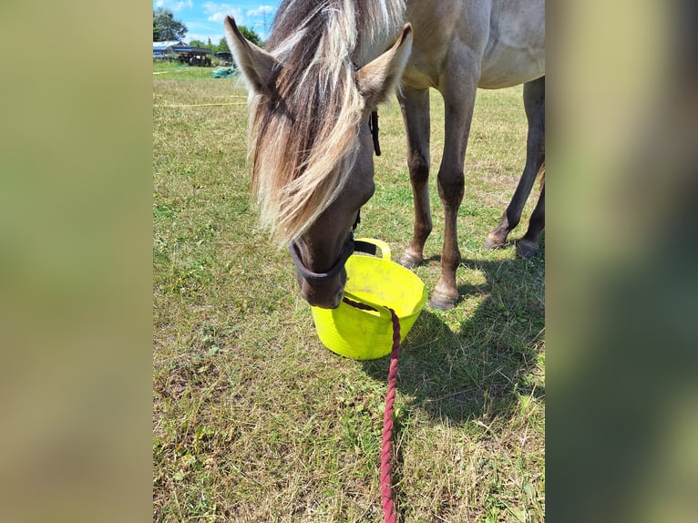 Sorraia Caballo castrado 2 años 135 cm in Berlin