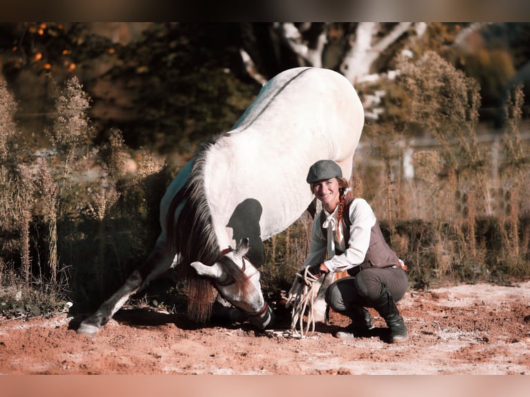 Sorraia Mestizo Caballo castrado 3 años 153 cm in Vollore-Montagne