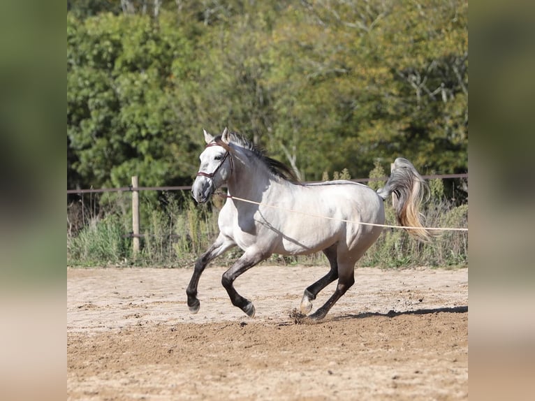 Sorraia Mestizo Caballo castrado 3 años 153 cm in Vollore-Montagne