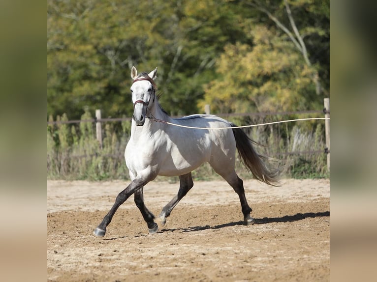 Sorraia Mestizo Caballo castrado 3 años 153 cm in Vollore-Montagne