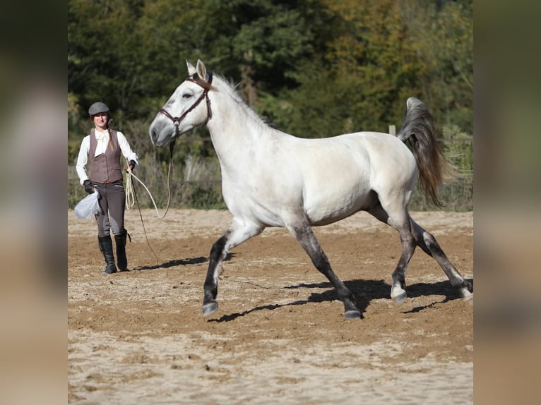 Sorraia Mestizo Caballo castrado 3 años 153 cm Musgo marrón in Vollore-Montagne