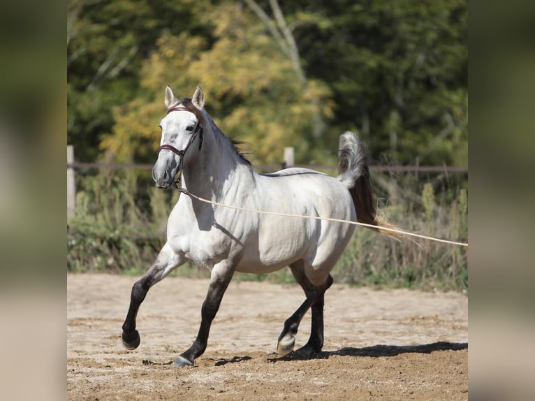 Sorraia Mestizo Caballo castrado 3 años 153 cm Musgo marrón in Vollore-Montagne