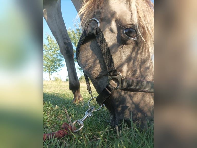 Sorraia Castrone 2 Anni 135 cm Falbo in Berlin