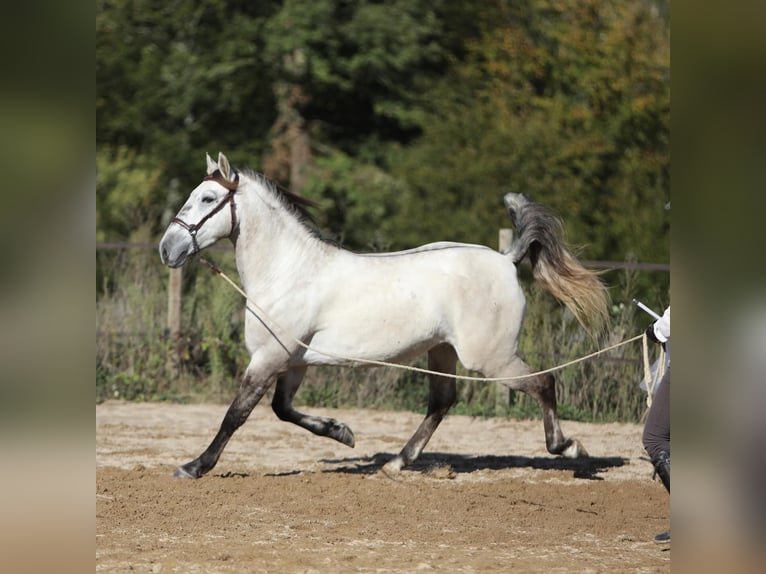 Sorraia Mix Castrone 3 Anni 153 cm Falbo baio in Vollore-Montagne