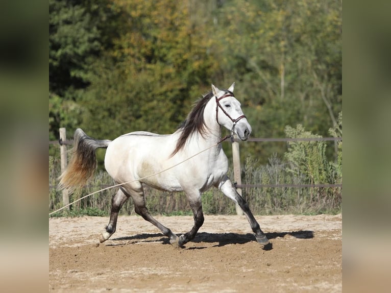 Sorraia Mix Castrone 3 Anni 153 cm Falbo baio in Vollore-Montagne