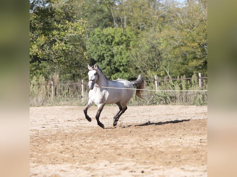 Sorraia Mix Castrone 3 Anni 153 cm Falbo baio in Vollore-Montagne