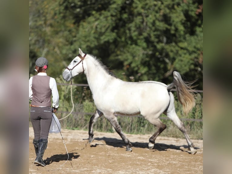 Sorraia Mix Castrone 3 Anni 153 cm Falbo baio in Vollore-Montagne