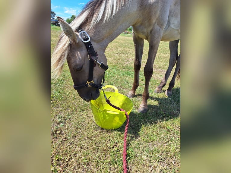 Sorraia Gelding 2 years 13,1 hh Dun in Berlin