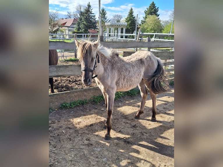 Sorraia Gelding 2 years 13,1 hh Dun in Berlin