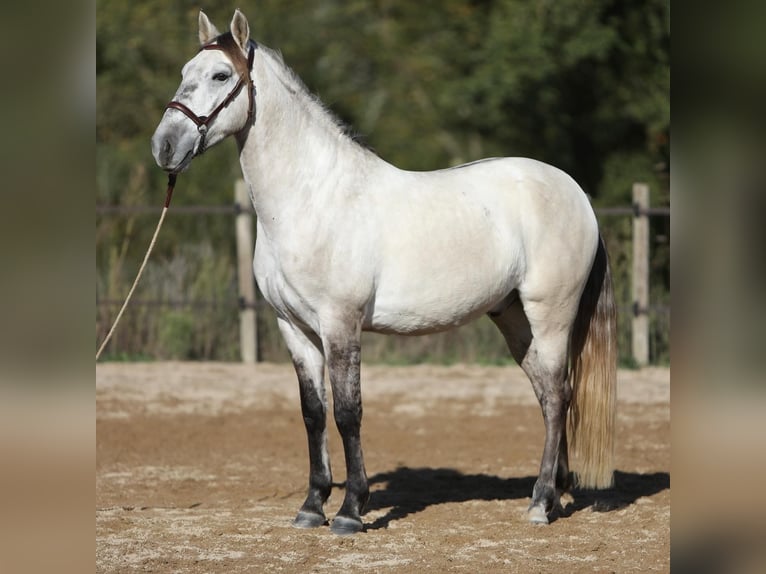 Sorraia Mix Gelding 3 years 15 hh Brown Falb mold in Vollore-Montagne