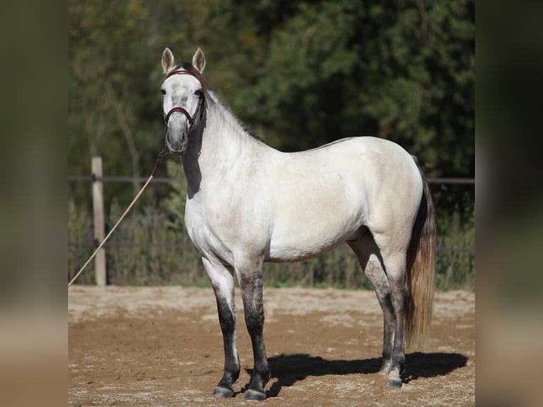 Sorraia Mix Gelding 3 years 15 hh Brown Falb mold in Vollore-Montagne