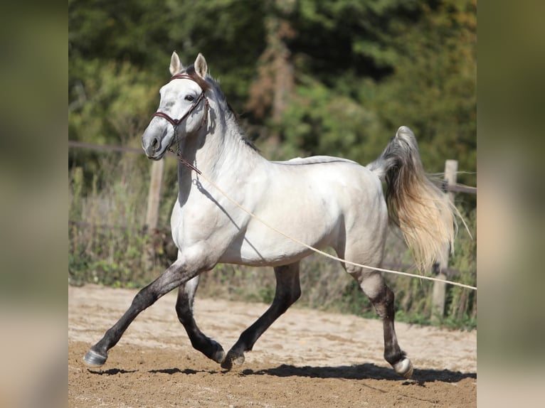 Sorraia Mix Gelding 3 years 15 hh Brown Falb mold in Vollore-Montagne