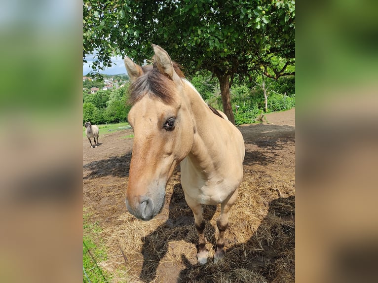 Sorraia Hongre 14 Ans 145 cm Grullo in Marpingen