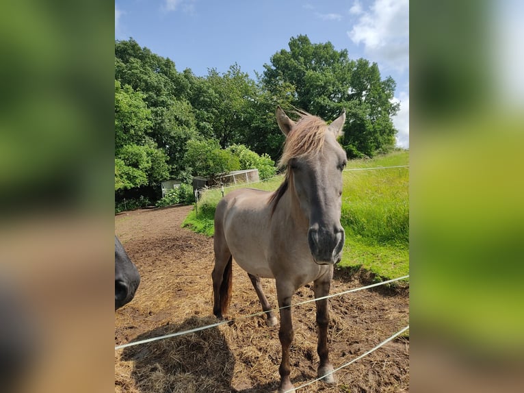 Sorraia Ruin 14 Jaar 145 cm Grullo in Marpingen