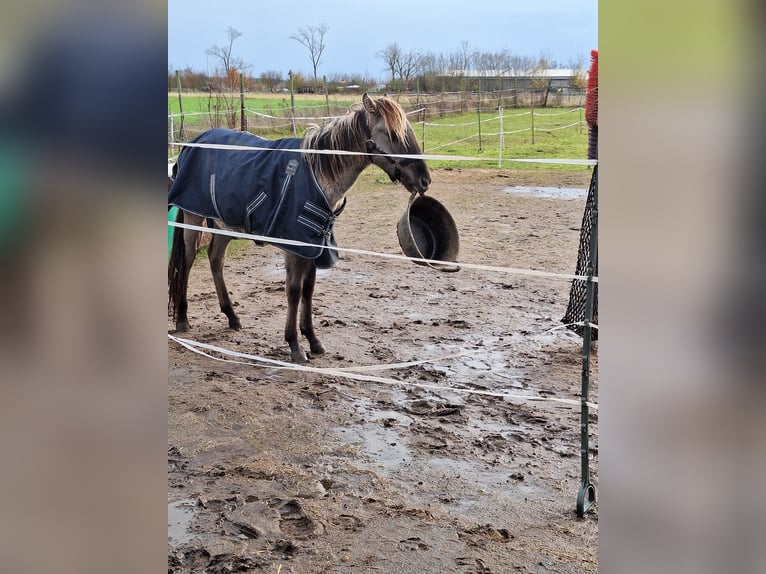 Sorraia Ruin 2 Jaar 135 cm Falbe in Berlin