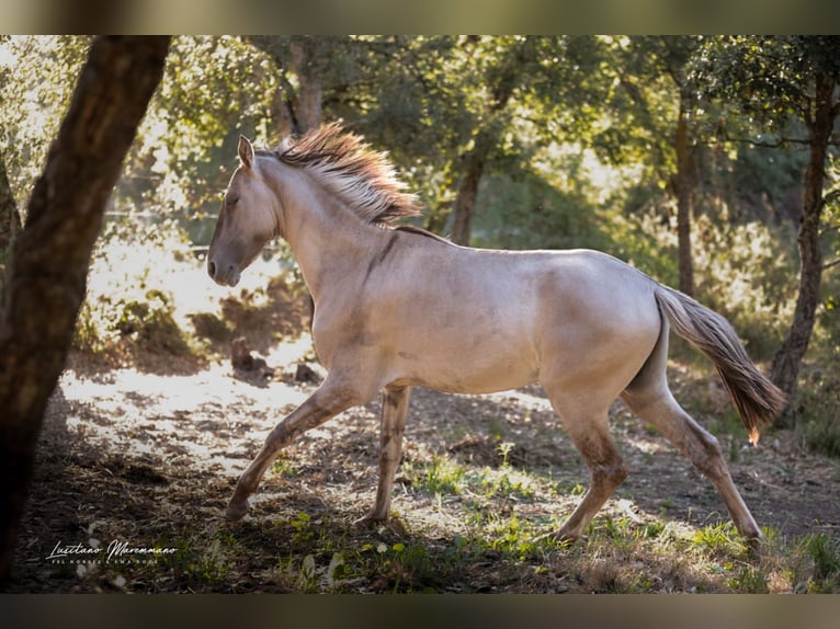 Sorraia Stallion 3 years 13.1 hh Grullo in Rio Maior