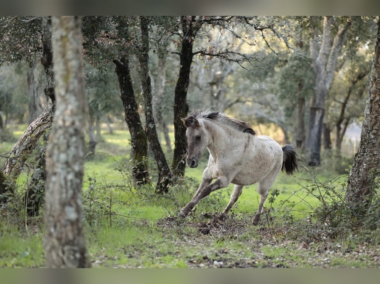 Sorraia Stallion 3 years 13.1 hh Grullo in Rio Maior
