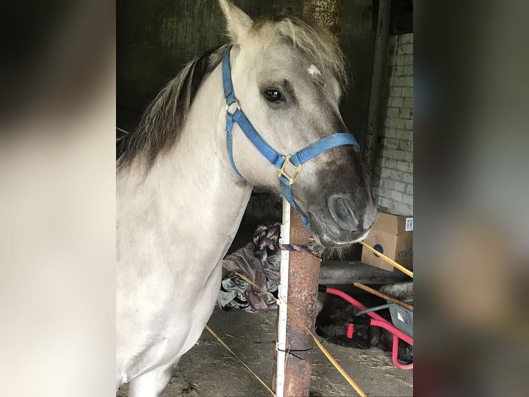 Sorraia Wallach 18 Jahre 139 cm  in Peine/Röhrse