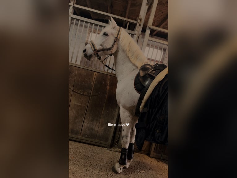 Sorraia Mix Wallach 21 Jahre 165 cm Schimmel in Dransfeld