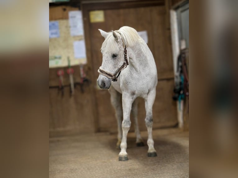 Sorraia Mix Wallach 21 Jahre 165 cm Schimmel in Dransfeld